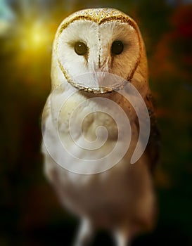 Barn owl portrait with nature background