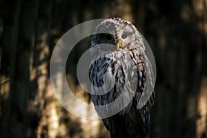 Barn owl portrait in the park