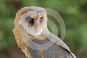 Barn owl portrait. Tyto alba. Bird of prey