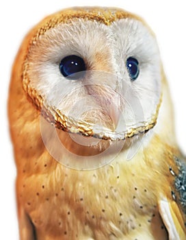 Barn owl portrait with white background.