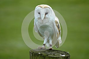 Barn Owl on Post