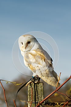 Barn owl on a post