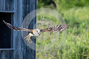 barn owl is preparing to leave its nest box, and flies over