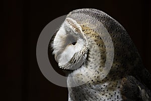 Barn Owl Profile Portrait