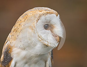Barn Owl at rest portrait