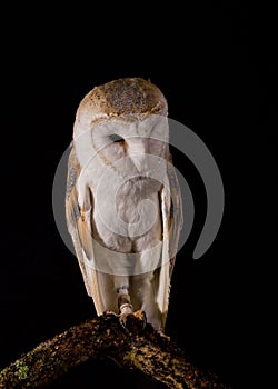 Barn Owl resting on a tree branch.