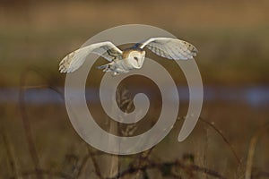 Barn Owl Scientific name: Tyto alba. Quartering (FLYING) feild hunting for prey