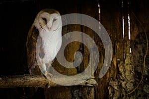 Barn owl into the shadow