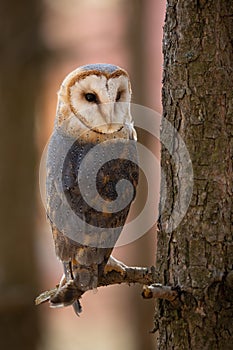 Barn owl sitting on a branch in forest and turning around