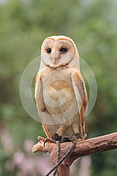 Barn owl sitting on branch with green grass summer