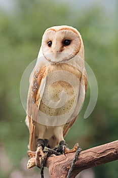 Barn owl sitting on branch with green grass summer