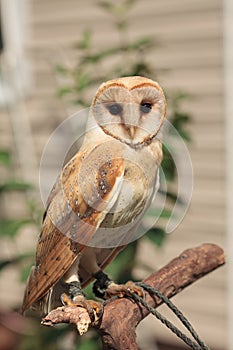 Barn owl sitting on branch with green grass summer