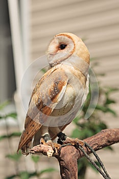 Barn owl sitting on branch with green grass summer