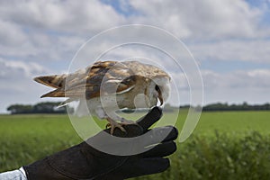 Barn owl sitting on glove and biting in thumb