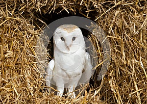 Barn owl sitting on hay