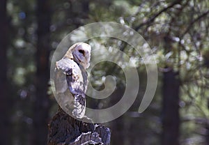 Barn Owl Sitting On Log In Sunny Forest Bokeh Background