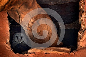 Barn owl sitting in nest hole. Wildlife scene from nature. Animal behaviour in habitat. Owl hidden in the nest. Evening with bird.