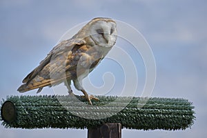 Barn owl sitting on pole with clouded sky background