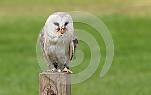 Barn Owl sitting on a post with a piece of meat in it`s mouth