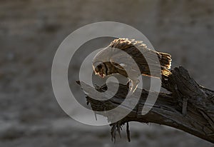 Barn Owl sitting on the tree against the light photo