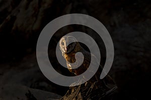 Barn Owl sitting on the tree in moonlight in the forest
