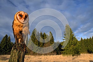 Barn owl sitting on the tree stump in forest at the evening - photo with wide lens including habitad