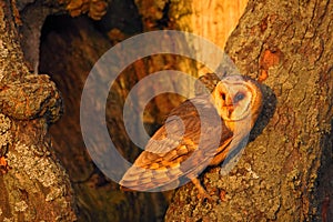 Barn owl sitting on tree trunk at the evening with nice light near the nest hole, bird in the nature habitat, hidden in the tree,