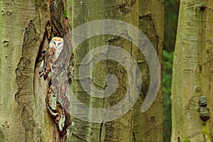 Barn owl sitting on tree trunk at the evening with nice light near the nest hole. Wildlife scene from nature. Animal behaviour in