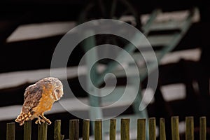 Barn owl sitting on wooden fence before country cottage, bird in urban habitat, wheel barrow on the wall, Slovakia