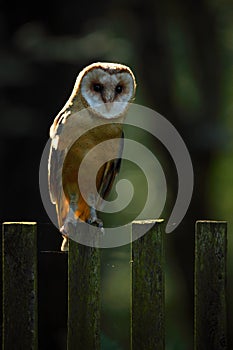 Barn owl sitting on wooden fence with dark green background, bird in habitat, Slovakia, Central Europe