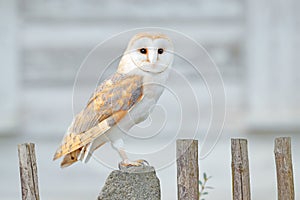 Barn owl sitting on wooden fence in front of country cottage, bird in urban habitat, wheel barrow on the wall, Czech Republic.