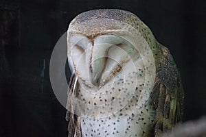 Barn owl sleeping at The Laura Quinn Wild Bird Sanctuary