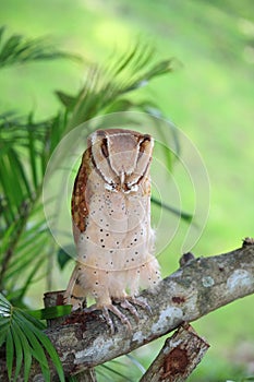 Barn owl sleeping on the tree