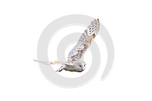 Barn Owl with spread wings flying