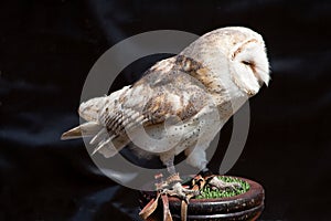 Barn Owl on stand photo