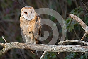 Barn Owl standing on perch in daylight