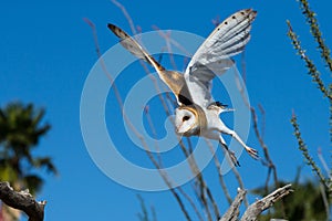 Barn owl taking off in flight