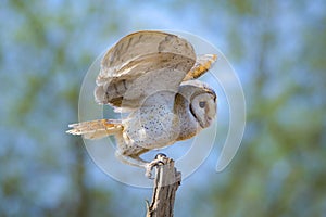 Barn Owl taking off from the tree to prey rats and other small things for juveniles