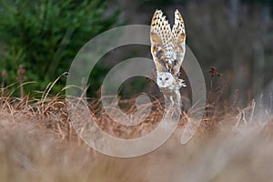 Barn Owl Tieto Alba in flight