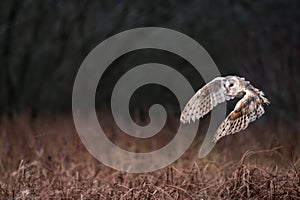 Barn Owl Tieto Alba in flight