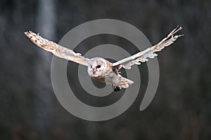 Barn Owl Tieto Alba in flight