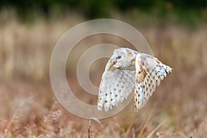 Barn Owl Tieto Alba in flight