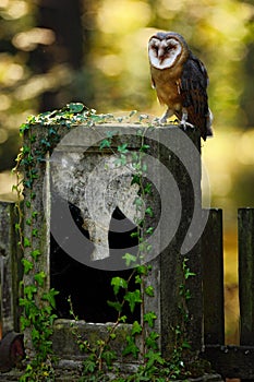 Barn owl, Tito alba, Nice bird sitting on stone headstone in for
