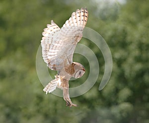 Barn owl about to land