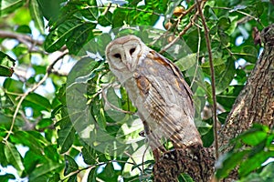 Barn owl on a tree