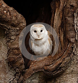 Barn owl in tree hollow