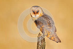 Barn owl on tree stump at the evening. Beautiful bird in nature habitat. Wildlife scene from nature. Owl, clear background. Night