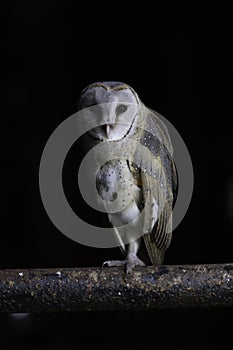 Barn owl Ty-to alba full length portrait perched