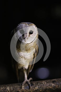Barn owl Ty-to alba full length portrait perched