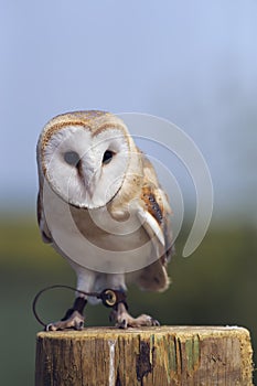 Barn owl (tyto alba)